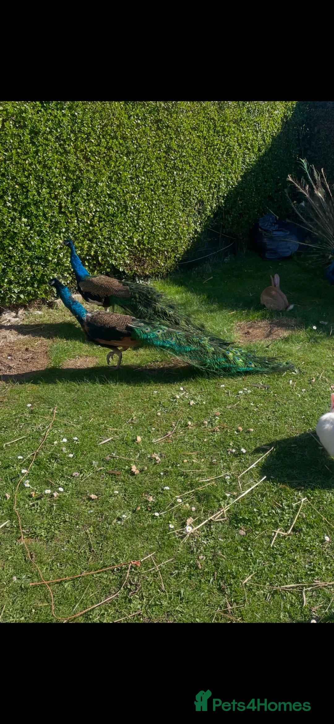 Pheasants poultry for sale: Peacocks for sale  - Advert 1