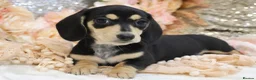 Miniature Dachshund dogs for sale: KC Miniature Dachshund Puppies - Advert 5