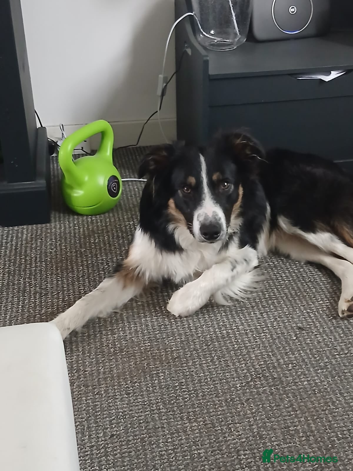 Border Collie dogs Taye and Enzo - Advert 16