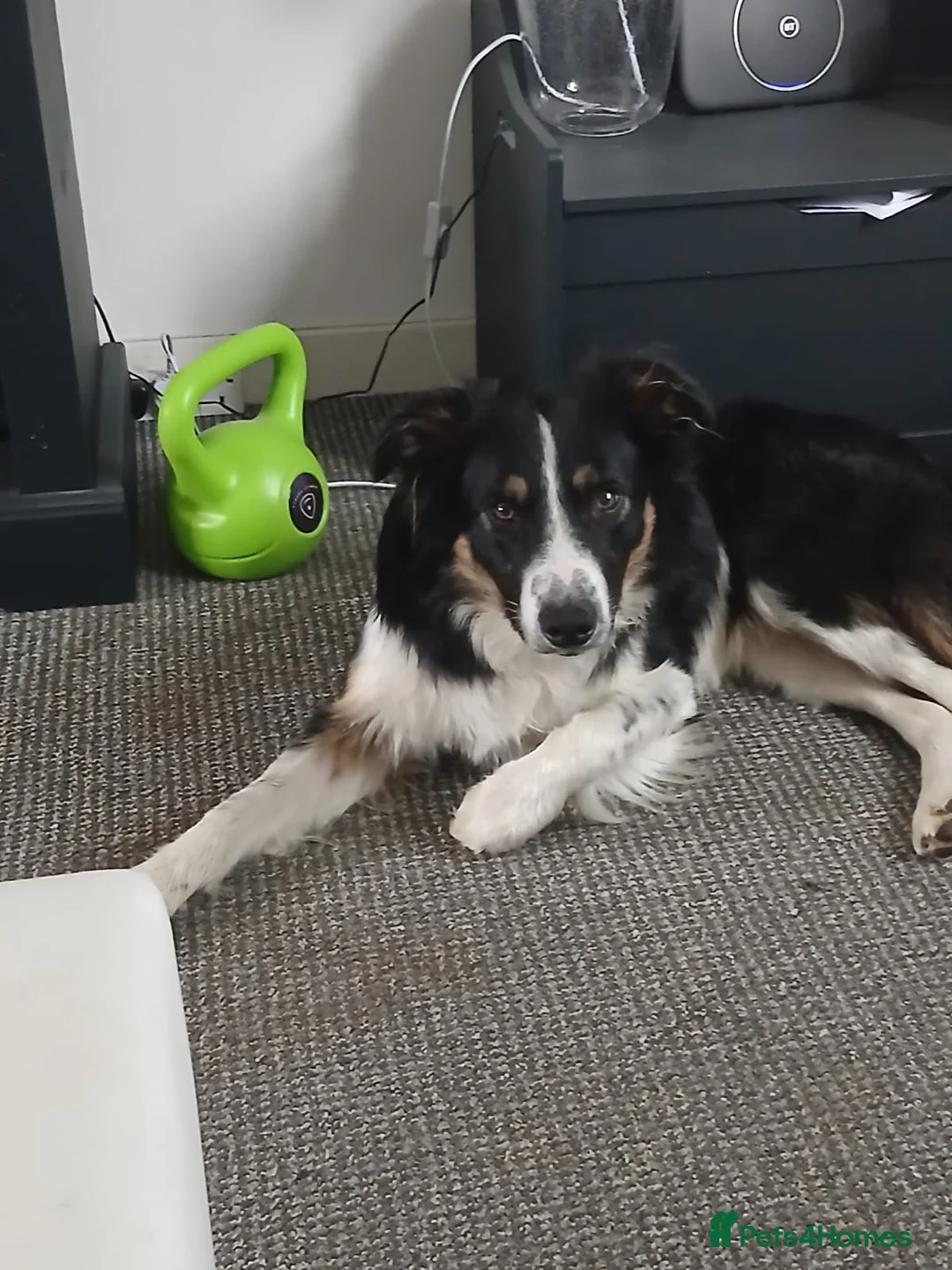 Border Collie dogs for sale: Taye and Enzo - Advert 1