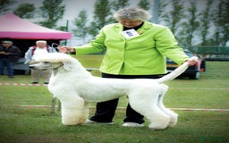 Standard Poodle dogs for sale: KC Standard Poodle Puppies - Image 6