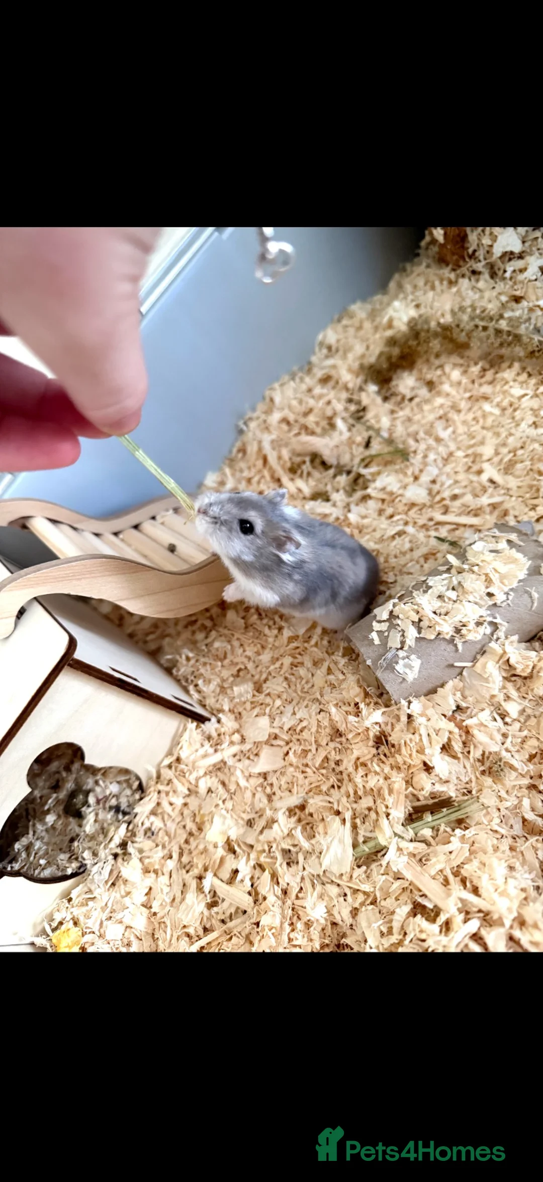 Hamster rodents for sale: Hamster for sale in Oswestry - Advert 3