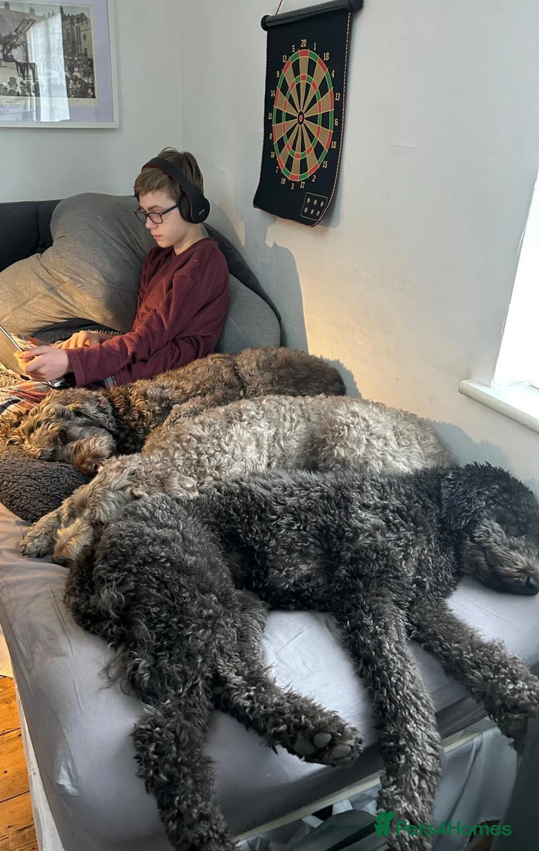Labradoodle dogs for sale: Gorgeous Labradoodle Puppies - 3 left! - Advert 10