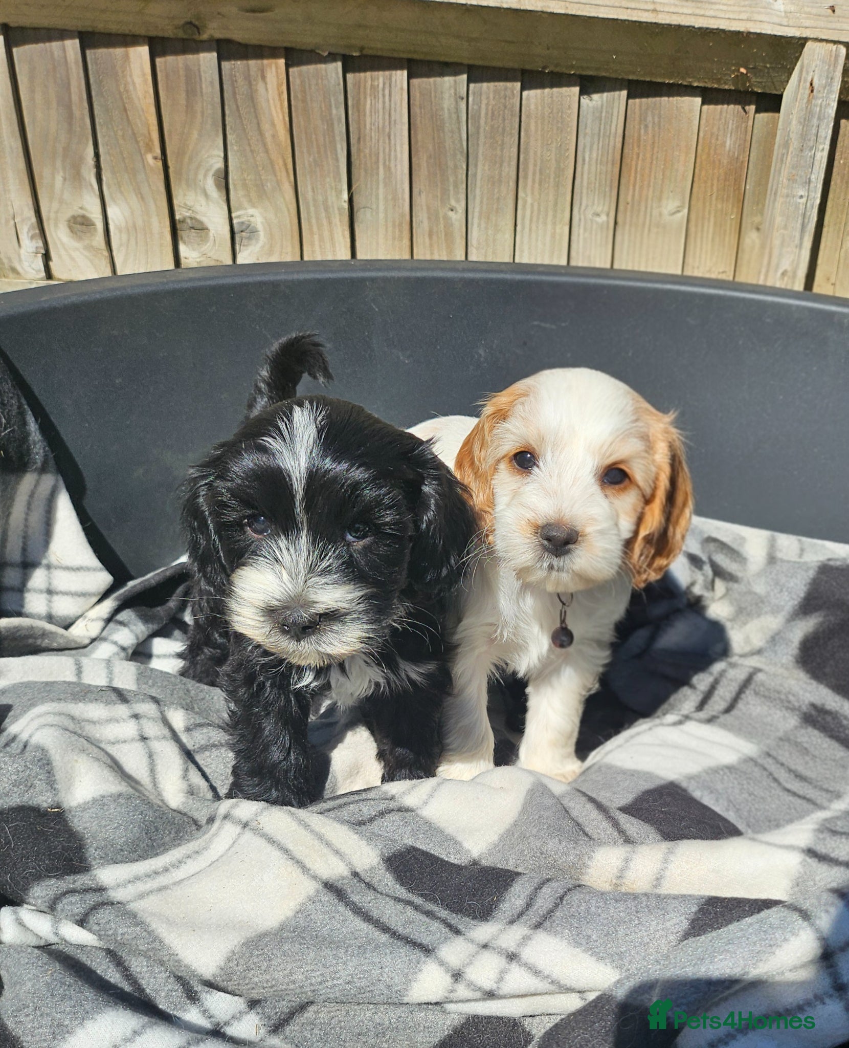Cockapoo dogs  2 cockerpoo puppies remaining!!🐶🐶 - Advert 1