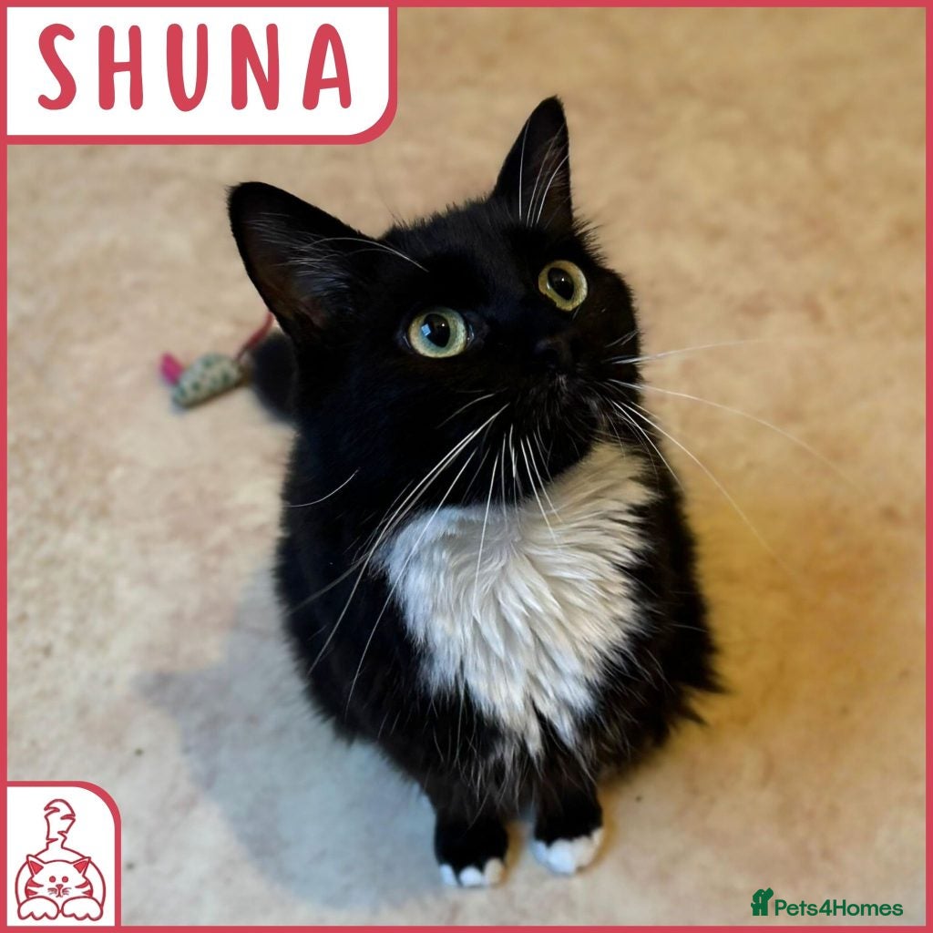 British Shorthair cats Cat & Kitten Rehoming Centre Bristol - Advert 5