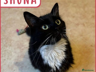 British Shorthair cats Cat & Kitten Rehoming Centre Bristol - Advert 5