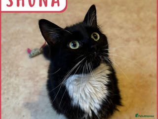 British Shorthair cats Cat & Kitten Rehoming Centre Bristol - Advert 3