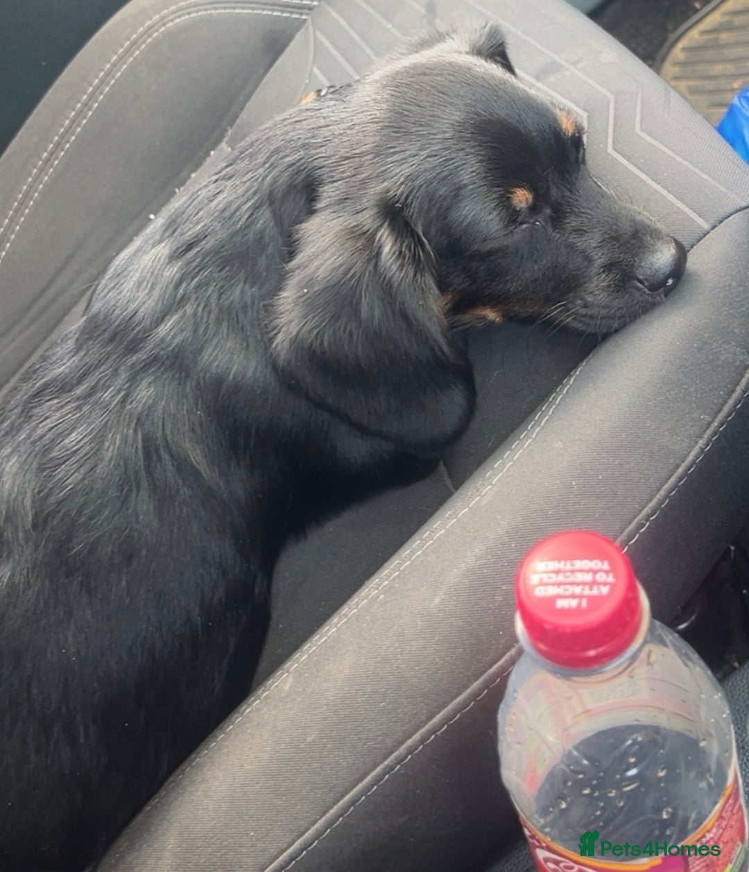 Mixed Breed dogs for sale: RUBBLE 🐾 - Image 4