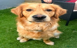 Golden Retriever dogs for sale: KC Registered Golden Retriever Puppies  - Image 16