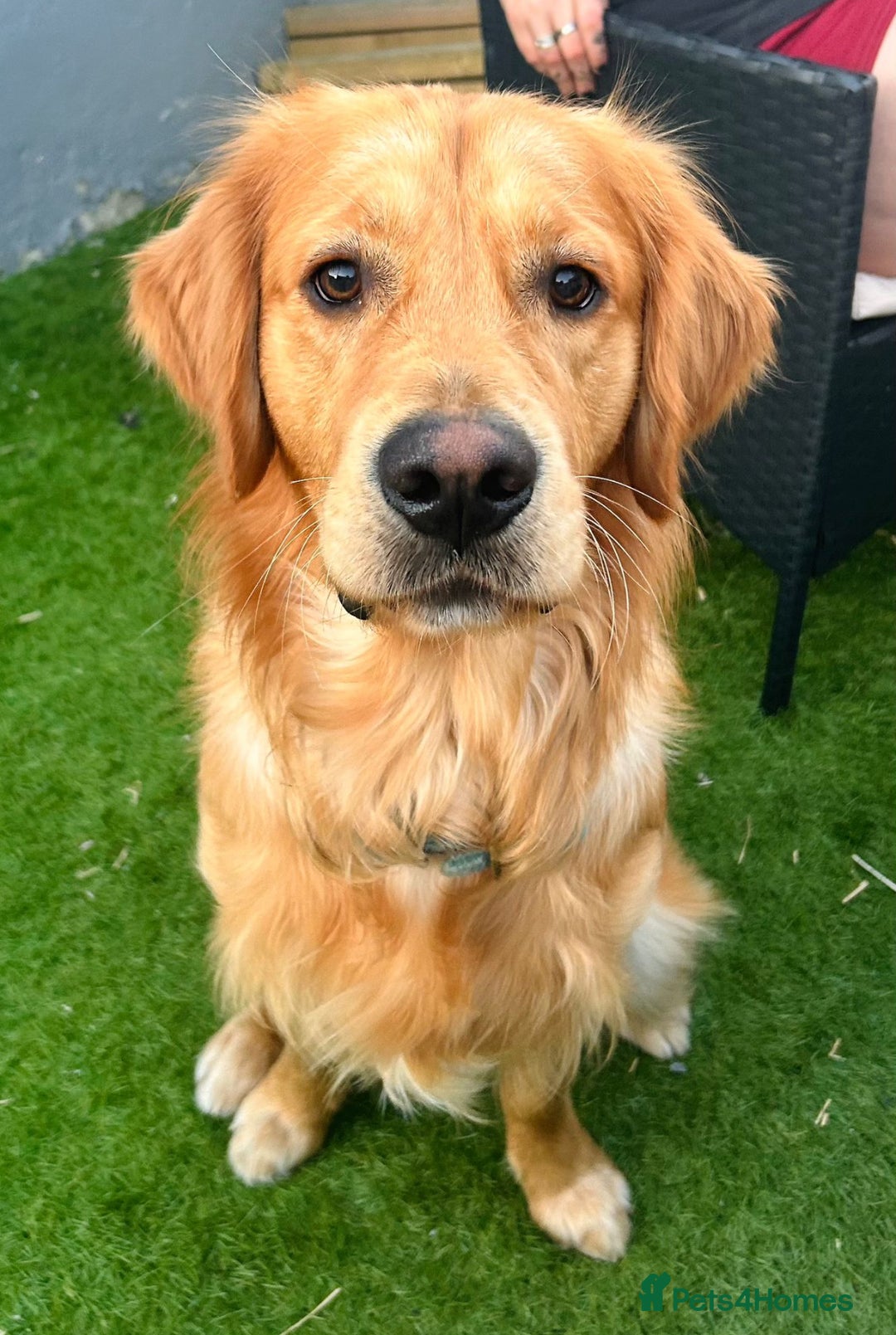 Golden Retriever dogs for sale: KC Registered Golden Retriever Puppies  - Image 16