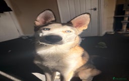 Siberian Husky dogs for sale: ASAP beautiful husky/malamute boy - Image 1
