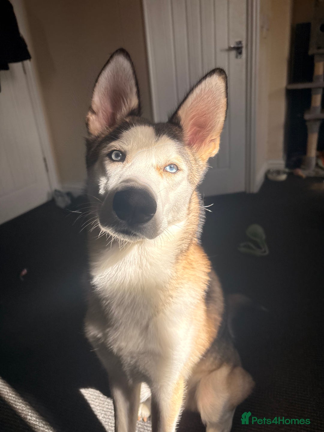 Siberian Husky dogs for sale: ASAP beautiful husky/malamute boy - Image 1