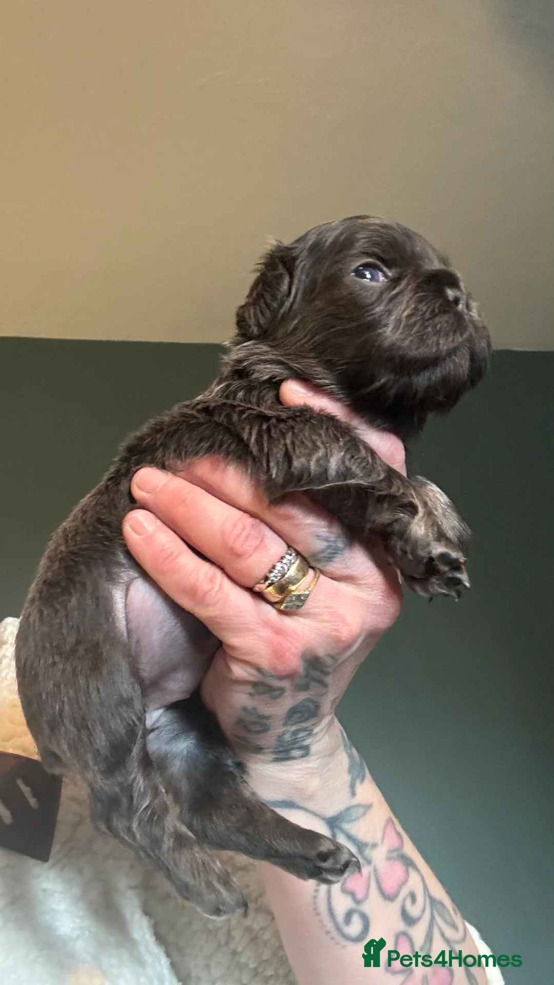French Bulldog dogs for sale: Fluffy blue frenchie  - Advert 5