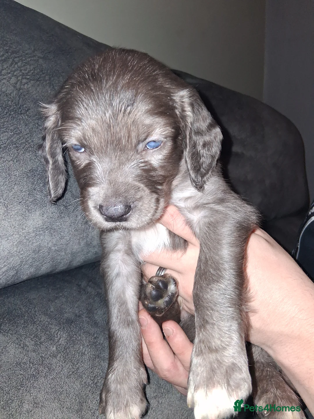 Mixed Breed dogs for sale: Dacshund x springer spaniel. - Advert 16