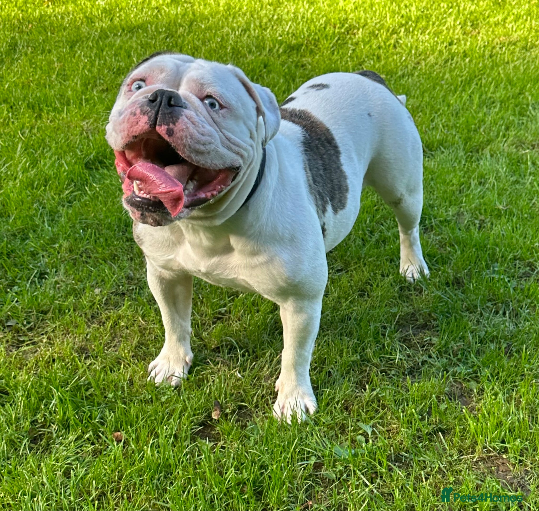English Bulldog dogs for sale: 🐾 EXCEPTIONAL OLDE ENGLISH BULLDOG PUPPIES 🐾 - Advert 26