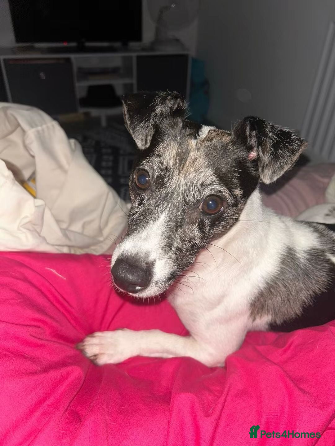 Jack Russell dogs for sale: Beautiful Blue Merle Tricolour Male - 3 years old - Image 2