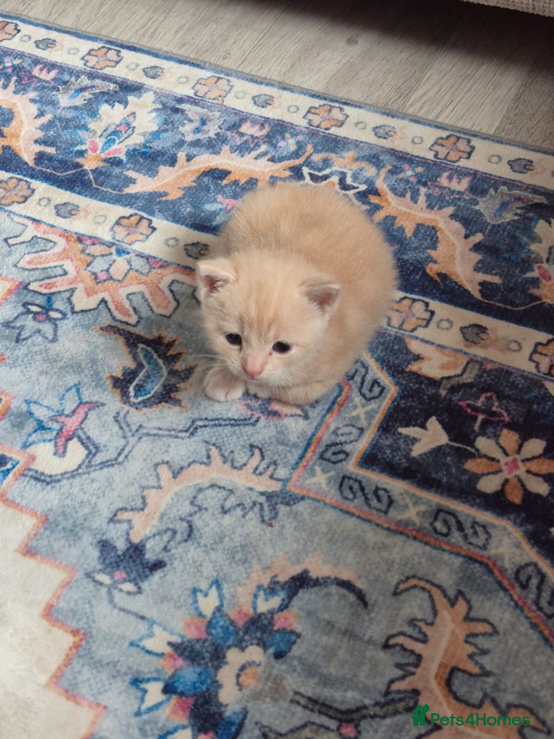 Mixed Breed cats for sale: Kittens almost ready to go - Image 5