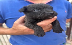 Patterdale Terrier dogs for sale: Stunning litter of patterdale puppies  - Image 4
