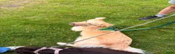 Mixed Breed dogs for adoption: Bubi! - Advert 7
