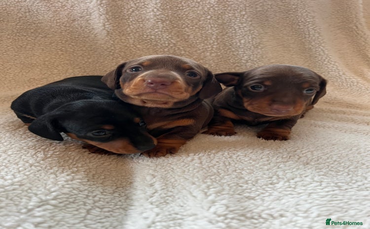 Miniature Dachshund dogs - Advert 2