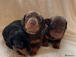 Miniature Dachshund dogs - Advert 1