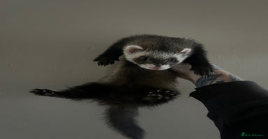 Ferret rodents in Shildon - Advert 4