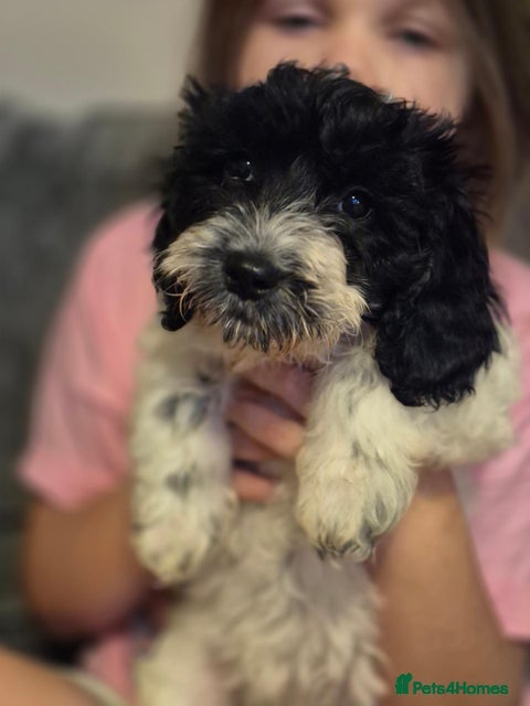 Cockapoo dogs 7 x F2 cockerpoo puppies 4 boys 3 girls - Advert 2