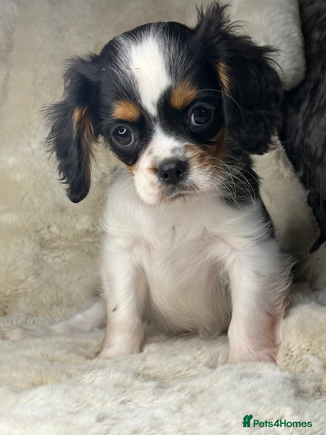 Cavalier King Charles Spaniel dogs for sale: Health tested cavalier puppies  - Advert 30