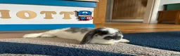 Mixed Breed rabbits for sale: Lop rabbit  in Johnstone - Advert 5