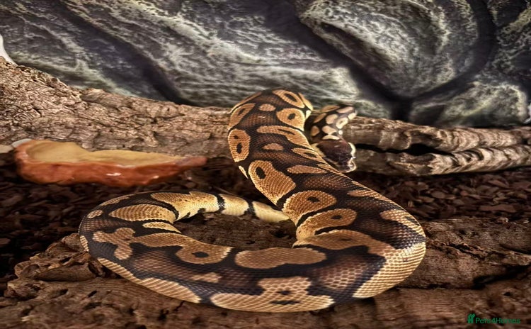Python Snake reptiles Female Ball Python Rehome (Free) - Advert 1