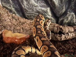 Python Snake reptiles Female Ball Python Rehome (Free) - Advert 1
