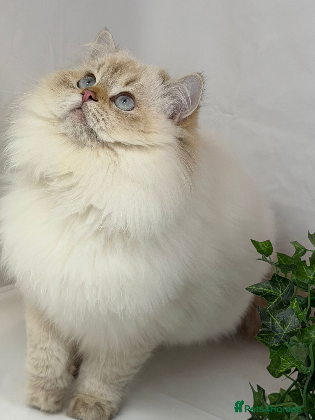 British Longhair cats for sale: Longhair Golden point British Longhair  - Advert 6