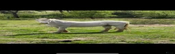 Welsh Section A horses for sale: Stunning Section A Gelding in Pickering - Advert 2