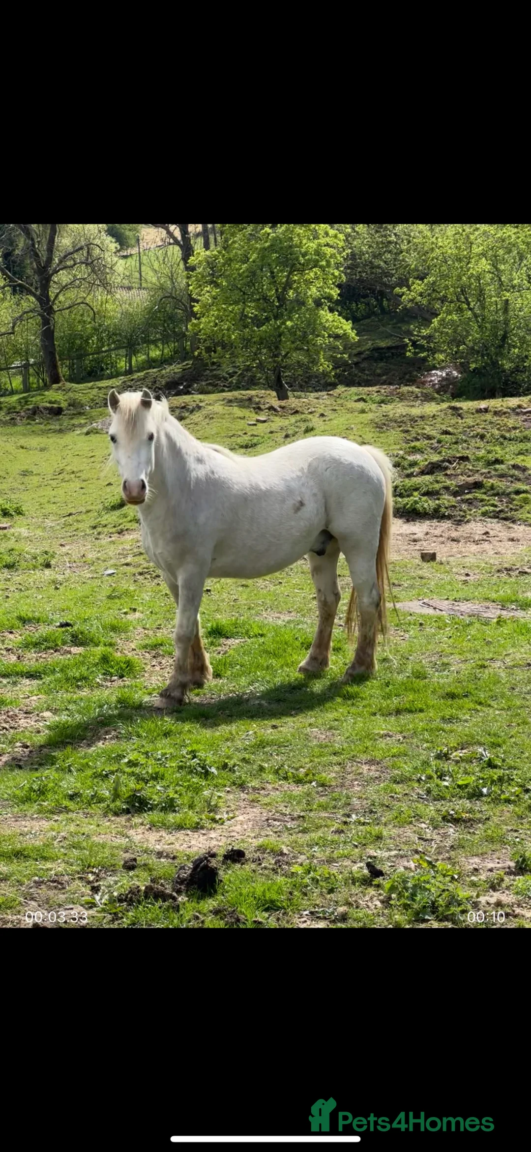 Welsh Section A horses for sale: Stunning Section A Gelding in Pickering - Advert 2