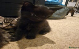 Mixed Breed cats for sale: Kittens looking for there forever homes  - Image 5