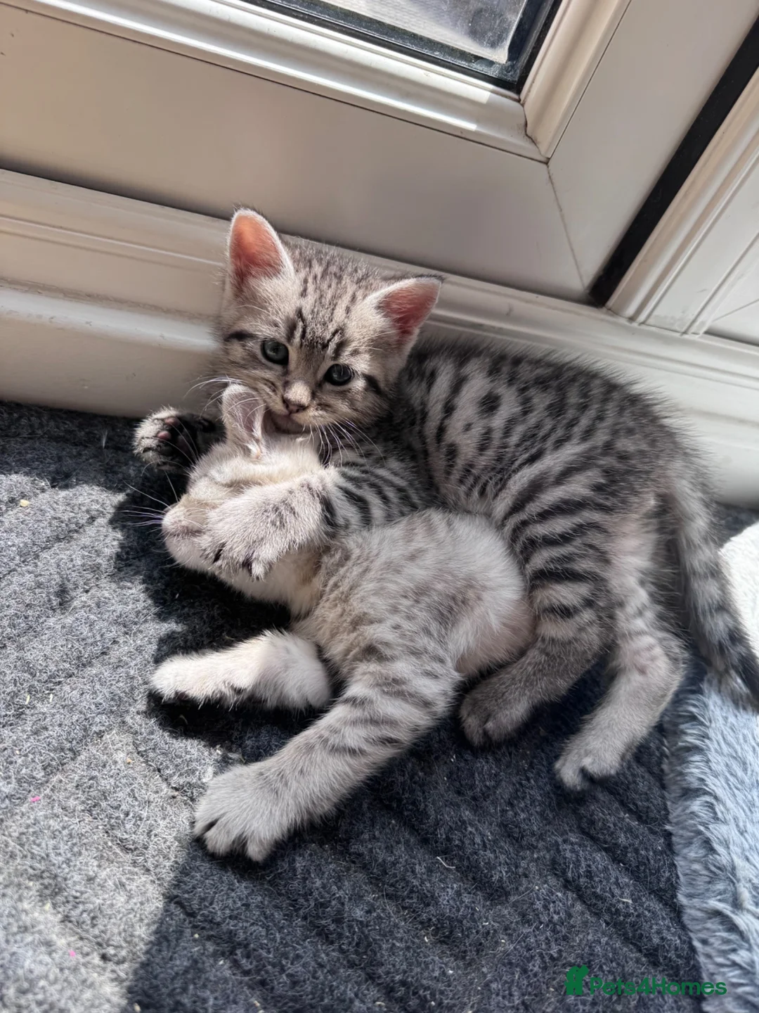 British Shorthair cats for sale: Beautiful Shorthair Kitten - Advert 1