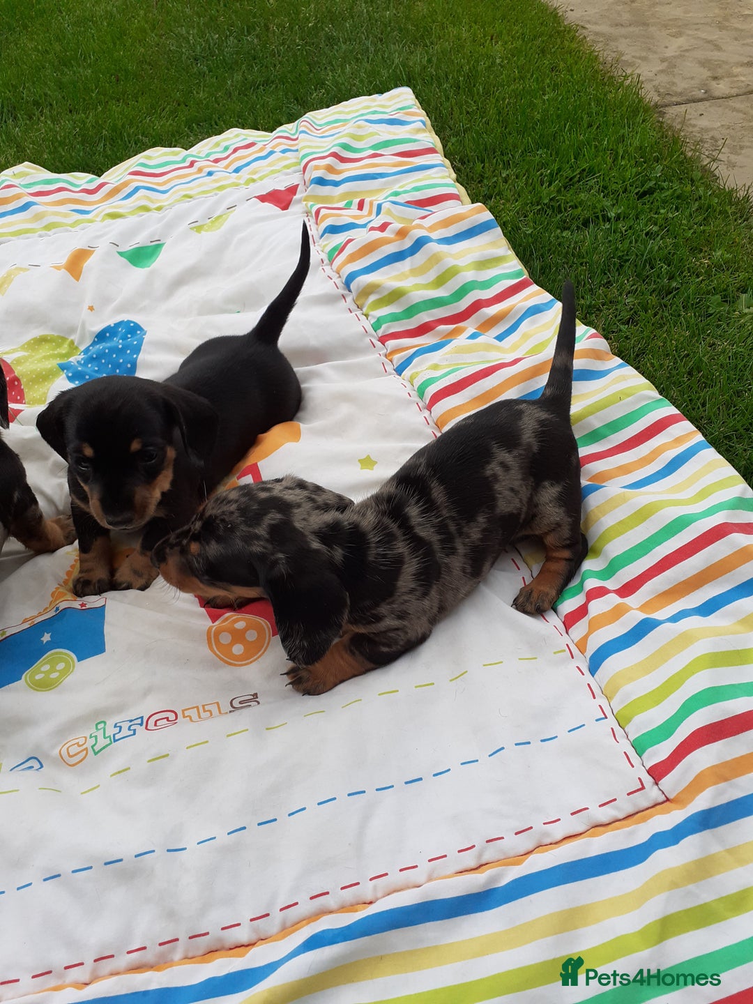 Miniature Dachshund dogs for sale: Miniature dachshounds  - Image 7