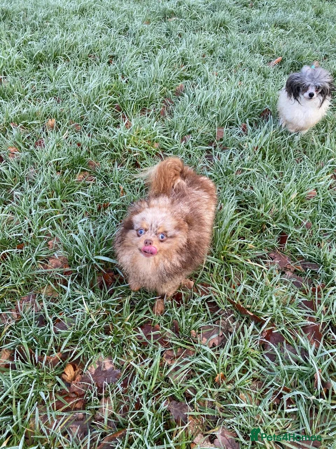 Pomeranian dogs for stud: STUD Chocolate and Tan Merle Blue Eyes Puppy Size in Guildford - Advert 8