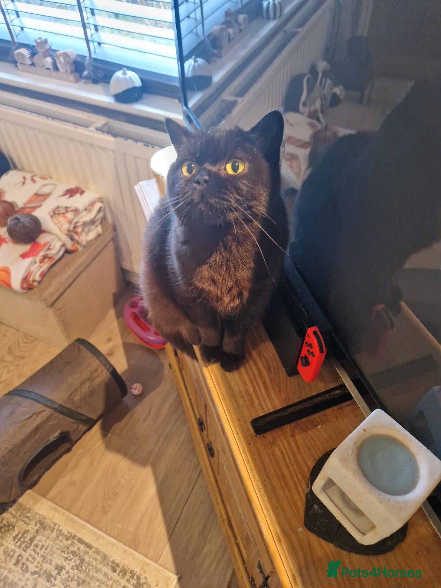 British Shorthair cats Beutiful British shorthair kittens  - Advert 5