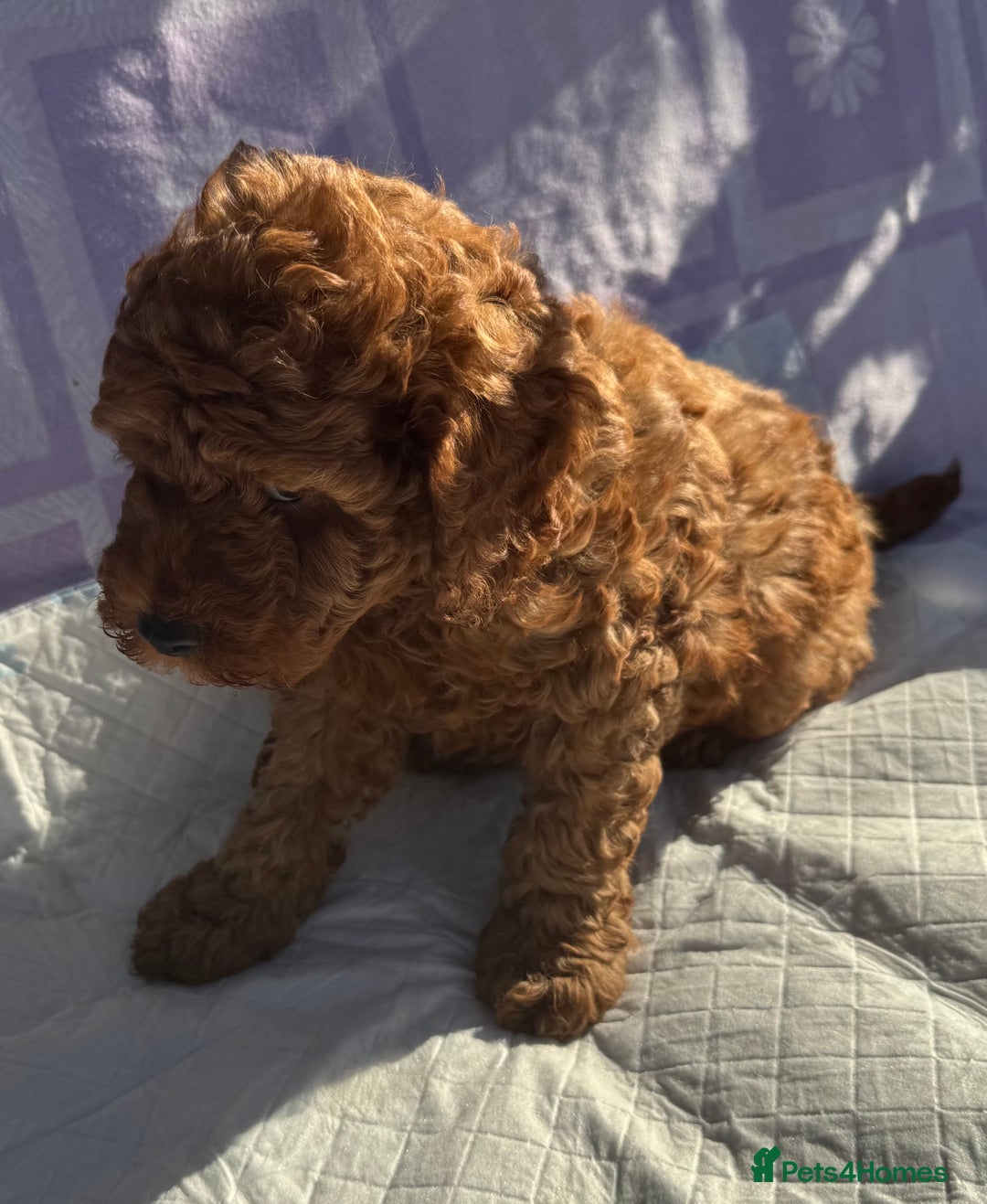 Cockapoo dogs for sale: Gorgeous Cockerpoo F1b - Image 20