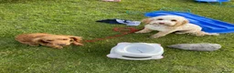 Cockapoo dogs for sale: 2x 5 year old female cockapoos - Advert 5