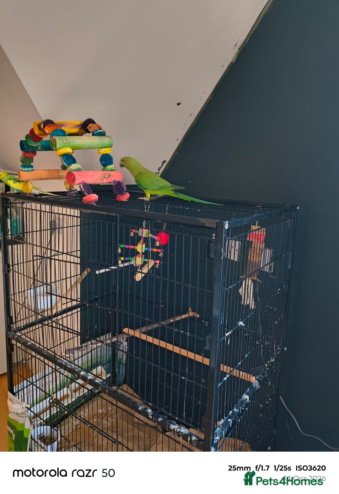 Ringnecks birds for sale: Scooby  - Advert 2