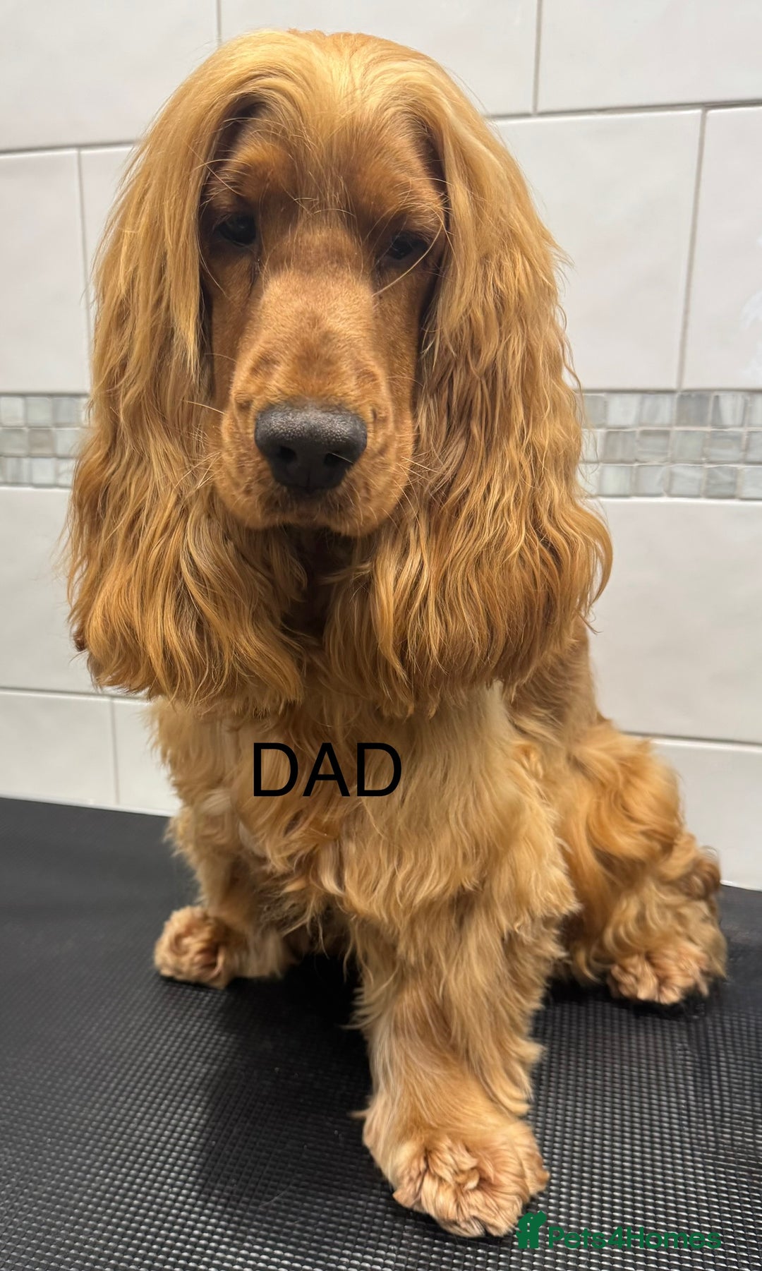 Cocker Spaniel dogs for sale: Show type cocker spaniels - Advert 8