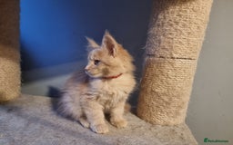 Maine Coon cats for sale: TICA REG.  Amazing kittens  - Image 21