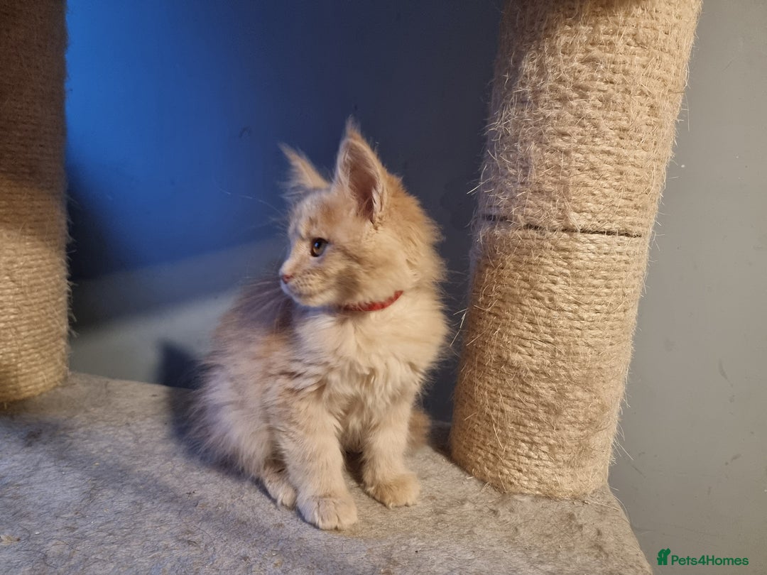 Maine Coon cats for sale: TICA REG.  Amazing kittens  - Image 21