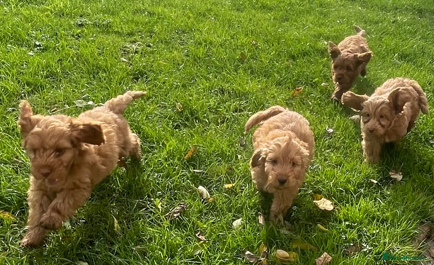 Cockapoo dogs F1 Cockapoo puppies - Advert 2