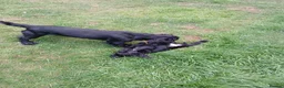 Cocker Spaniel dogs for sale: 1 Male Cocker Spaniel available  in Inverness - Advert 2