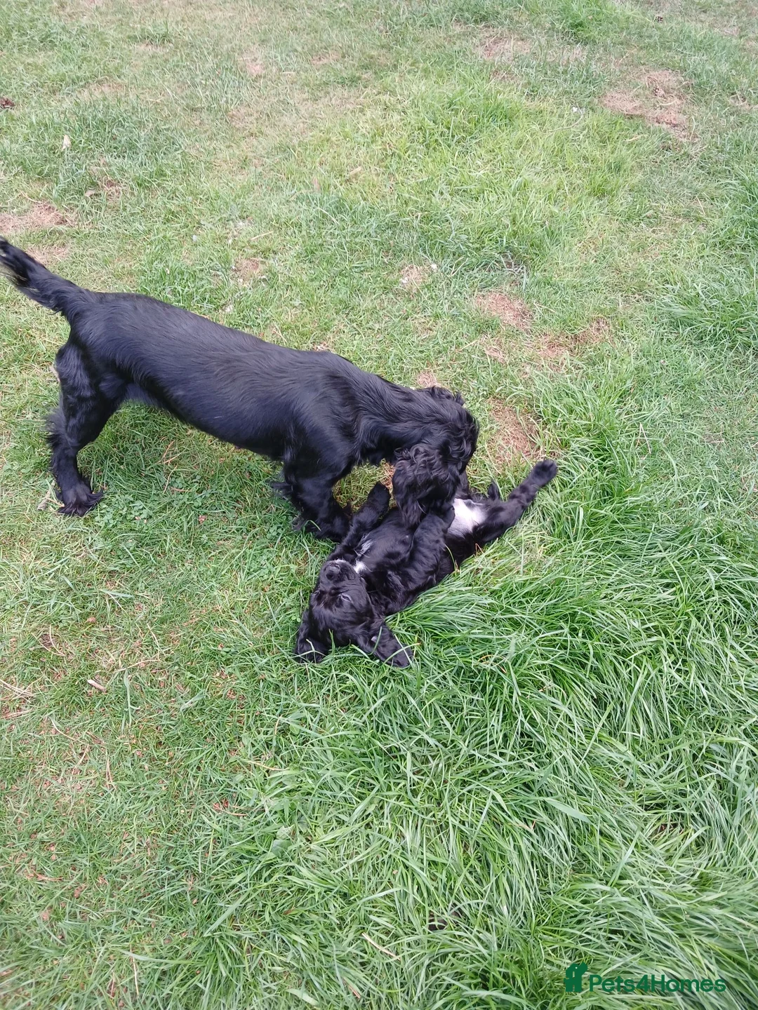 Cocker Spaniel dogs for sale: 1 Male Cocker Spaniel available  in Inverness - Advert 2