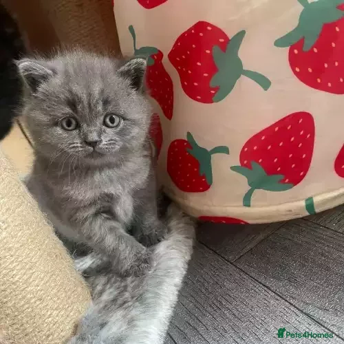 British Shorthair cats 9wk Old British Shorthair Boy (LAST ONE LEFT) - Advert 2