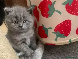 British Shorthair cats 9wk Old British Shorthair Boy (LAST ONE LEFT) - Advert 6